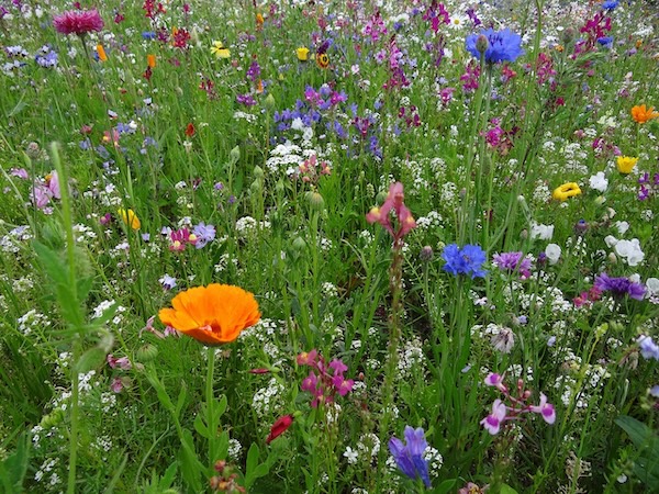 TurfPlus Wildflower Meadow