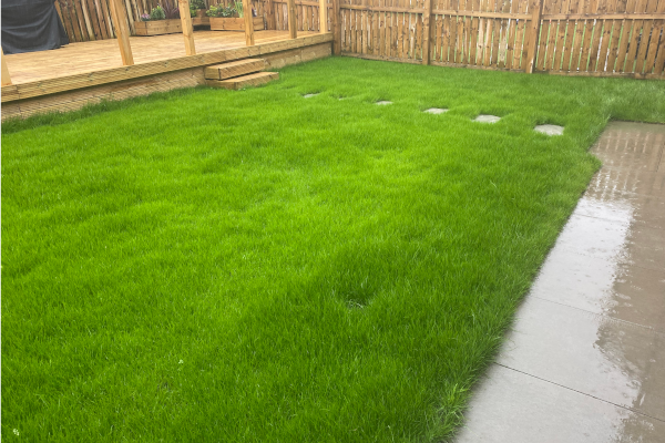 Lawn Improvement For New Home Owners