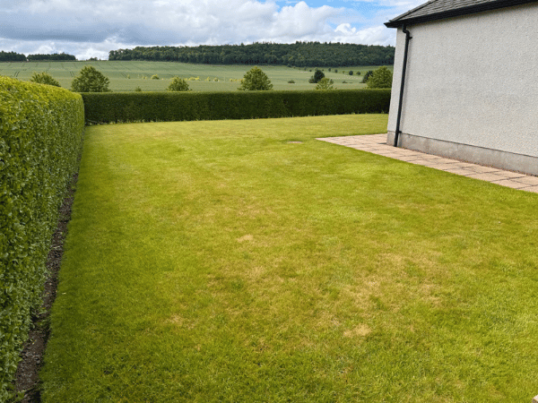 Before Lawn Treatment