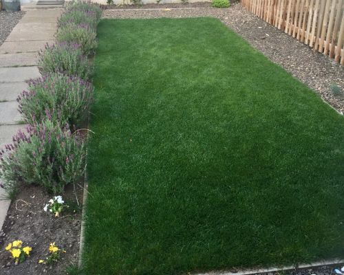 After Lawn Fertiliser