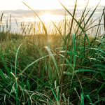 House Builders and Developers