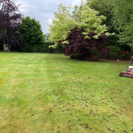 Grass Aeration for Home Owners