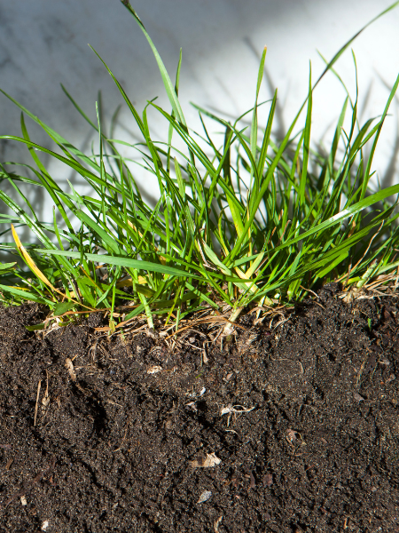 Grass Without Thatch 