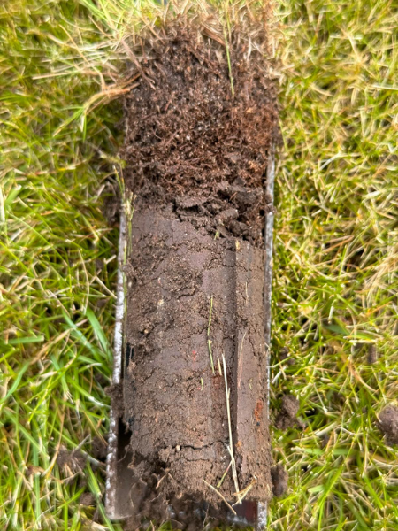 Thatch needs Lawn Scarification