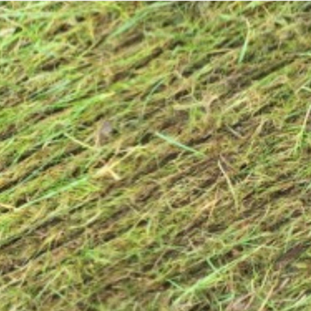 Close up of lawn after regular scarification